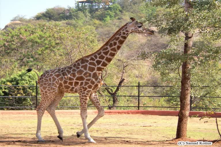 Africa Giraffe in Atal Bihari Vajpayee Zoo