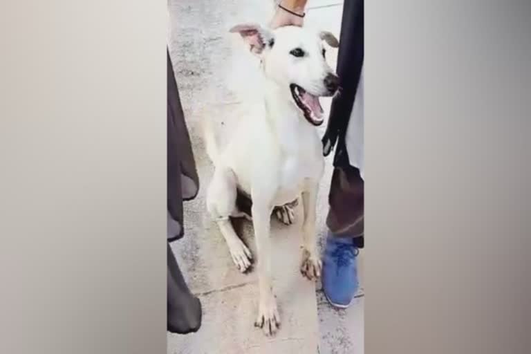 A dog was killed putting in a sack  നായയെ ചാക്കിലാക്കിയതിന് ശേഷം അടിച്ച് കൊന്ന്  കര്‍ണാടകയിലെ ഉഡുപ്പി  നായക്കുട്ടിയെ ക്രൂരമായി കൊലപ്പെടുന്നതിന്‍റെ  cruelty against dog  നായയെ ക്രൂരമായി കൊന്നത് ഉഡുപ്പി  hostel wardens kill dog