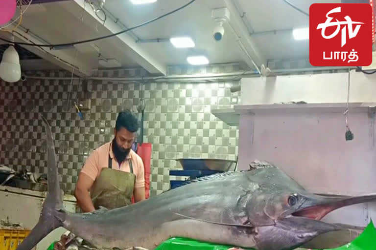 100 kg Sailfish for sale in Coonoor fish market