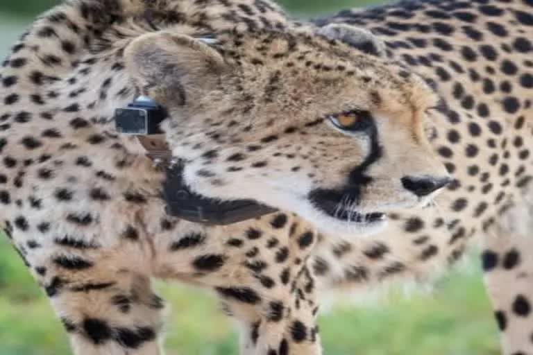 Asha Cheetah Pregnant