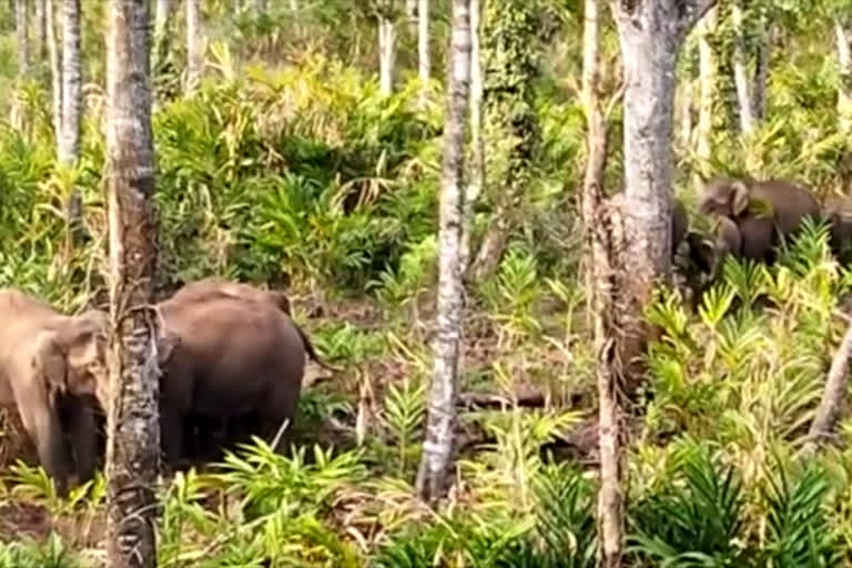 elephant attack in idukki  elephant attack  wild elephant attack  cardomom cultivation land idukki  elephant attack cardomom cultivation land  കാട്ടാനക്കൂട്ടങ്ങൾ  കാട്ടാനക്കൂട്ടം  കാട്ടാന ആക്രമണം ഇടുക്കി  കാട്ടാന ആക്രമണം  കാട്ടാനക്കൂട്ടം ജനവാസ മേഖലയിൽ  ഏലത്തോട്ടം നശിപ്പിച്ച് കാട്ടാന  ചിന്നക്കനാൽ