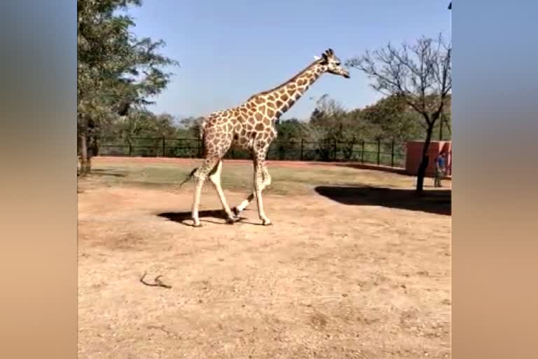 A female giraffe brought from Bihar to the park