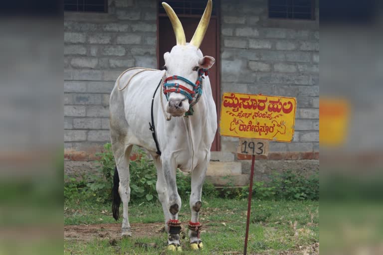 mysore-huli-famed-ox-died-at-haveri