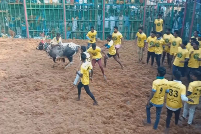 Jallikattu was held near Ponnamaravathi in Pudukkottai