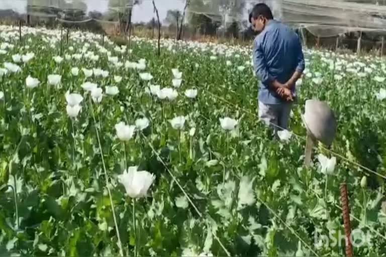 Opium Farming