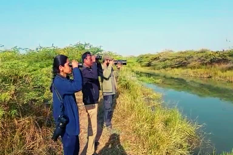 birds-will-be-counted-at-17-wetland-zones-at-porbandar