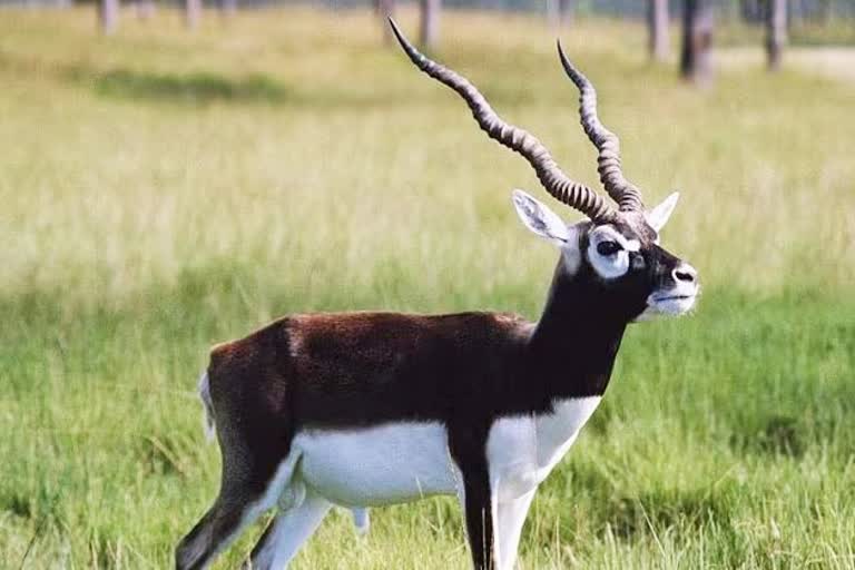 Shivpuri Black buck found dead body