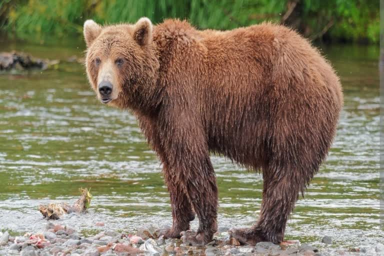 Bear in Sariska, Bear Couple will be shifted in Sariska