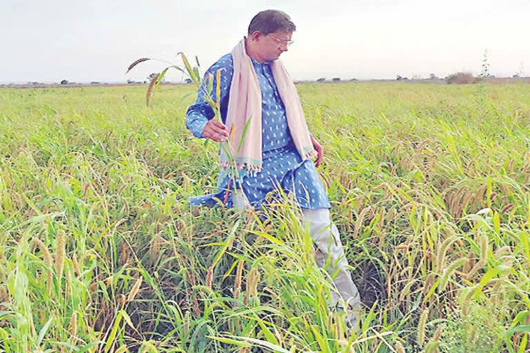 Millet of Man of Andhra Pradesh K V Ram Subba Reddy