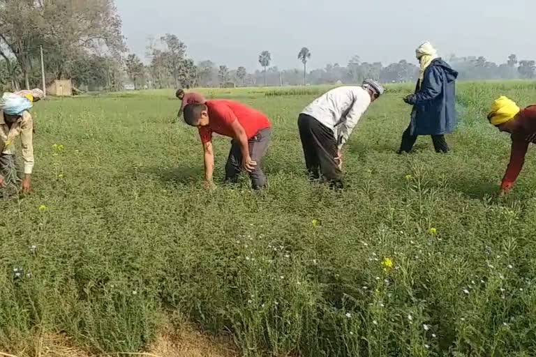 मसौढ़ी के किसानों को बजट से काफी उम्मीदें