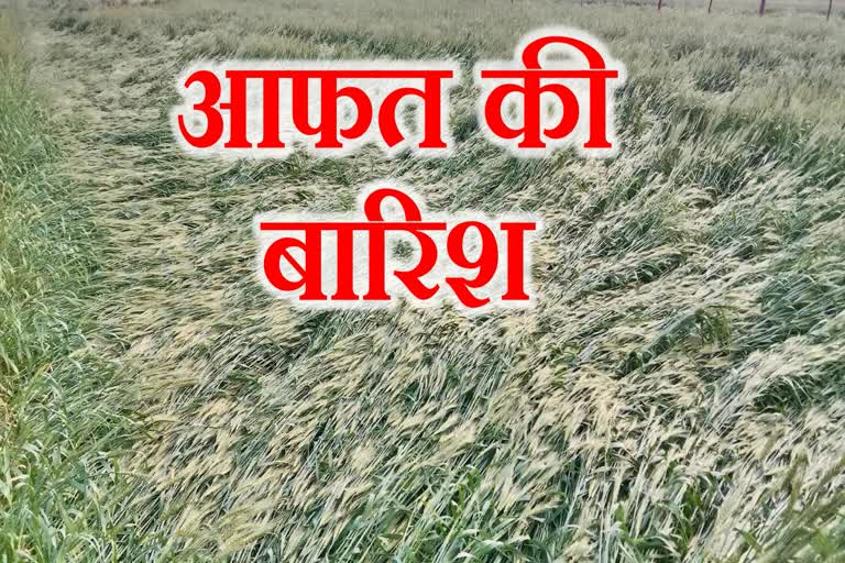 crops damage due to hailstorm in mp
