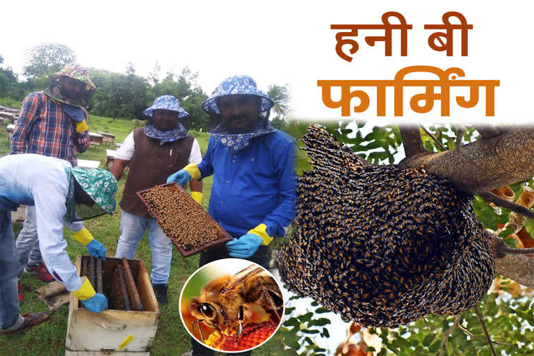 shahdol honey bee farming