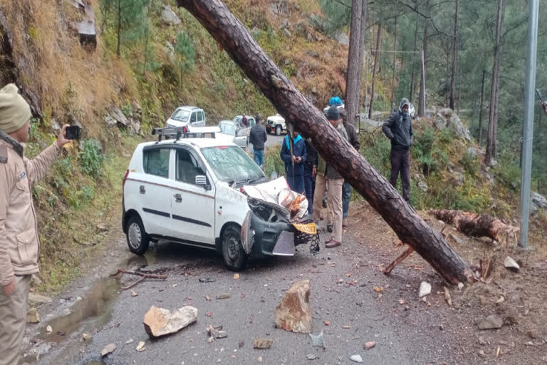 Tree Fell On Car