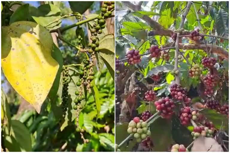 Black pepper and coffee disease farmers are loss