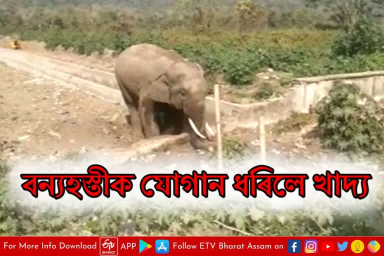 wild elephant entered into Amsing Jorabat