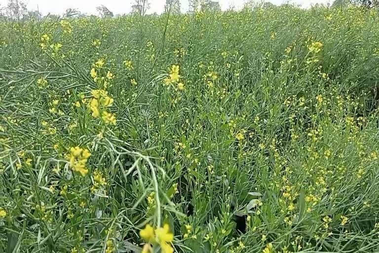 light rains in Haryana