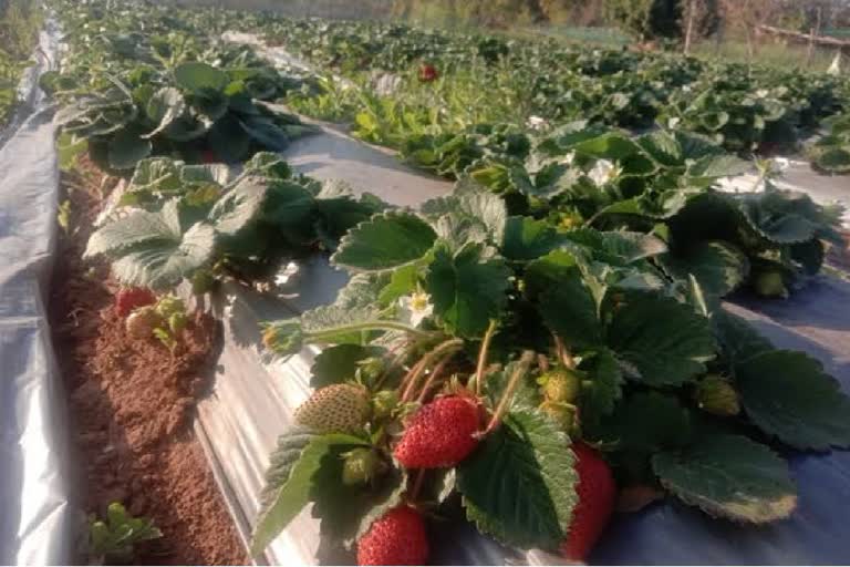 Strawberry Cultivation in kartala of korba