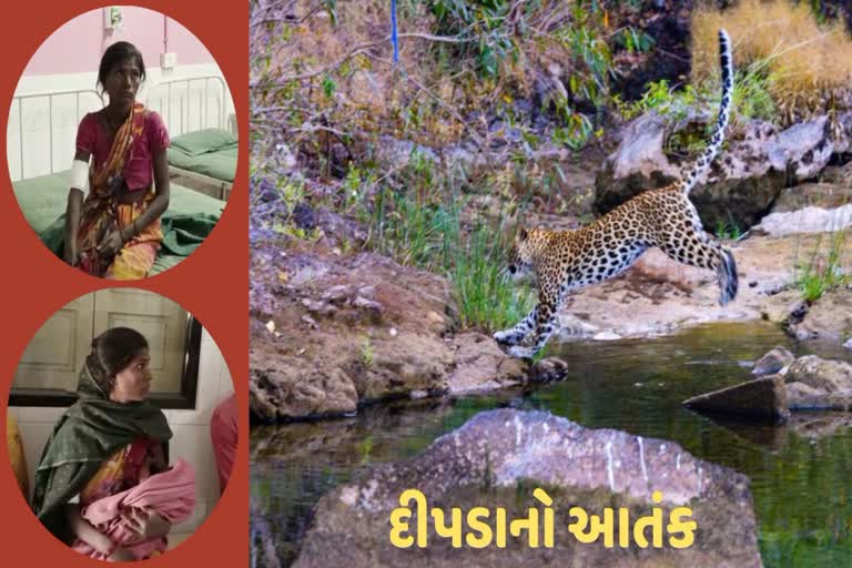 Leopard attack કોડીનારમાં દીપડાનો આતંક, પરપ્રાંતીય મહિલા પર કર્યો હુમલો