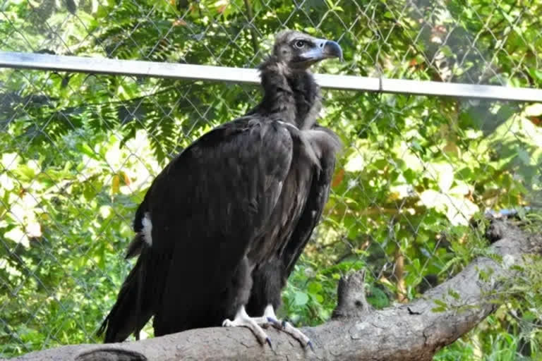 Vulture