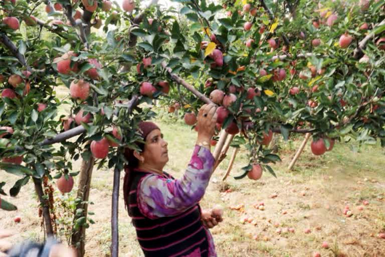 Apple growers in Himachal Pradesh