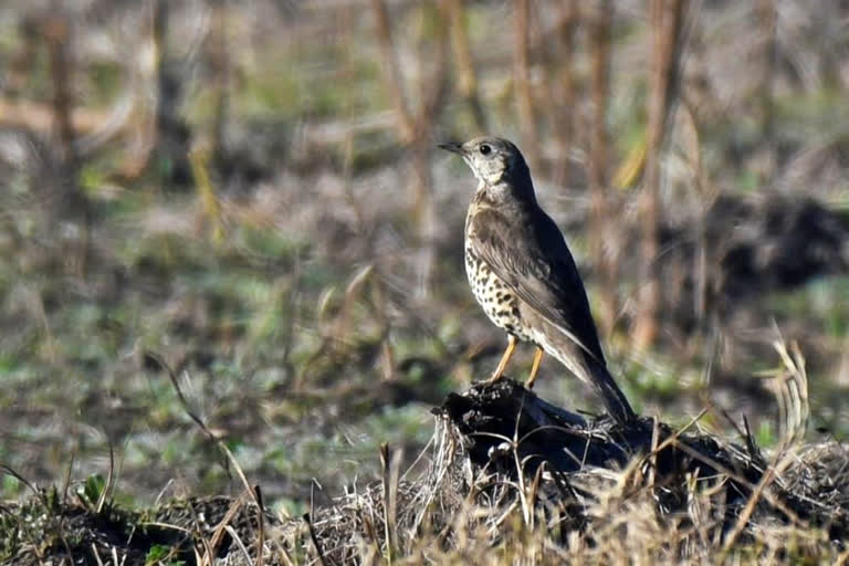 Mistle Thrush spotted in Keoladeo Ghana National Park in Rajasthan