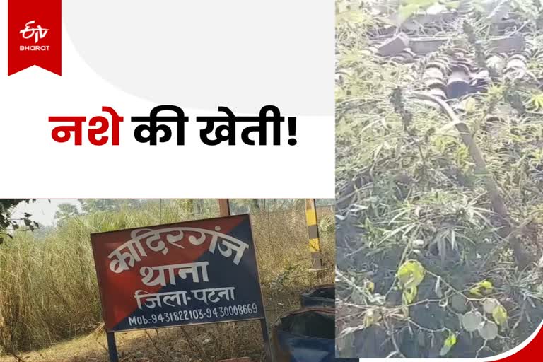 cultivation of hemp in basadi village of patna