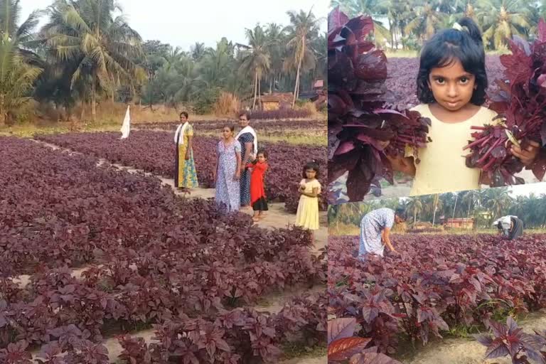 കാസർകോട്  kasargod latest news  kasargod local news  അനന്തംപള്ളം  ചീര കൃഷി  spinach farming kasargod  അനന്തംപള്ളം  kasargod latest news  kasrgod local news