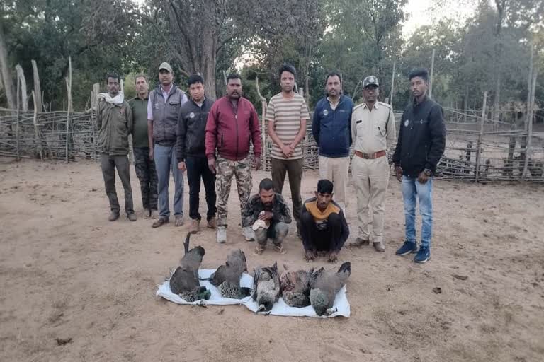 forest police caught 2 poachers of peacock