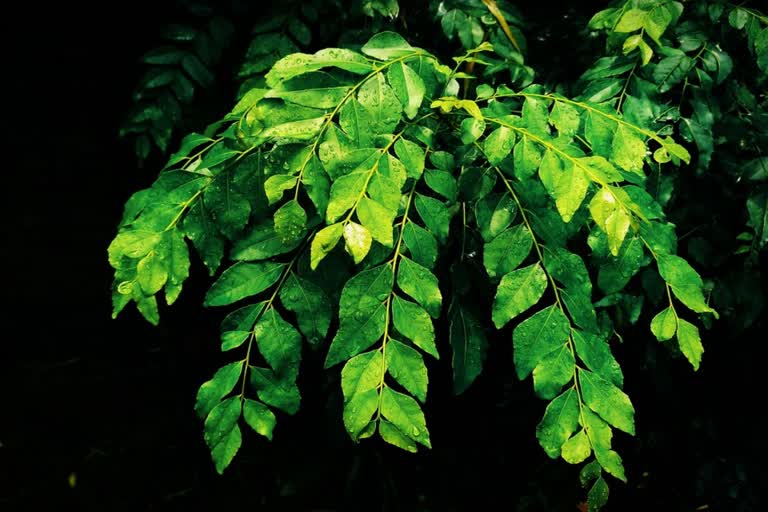 Curry leaves News