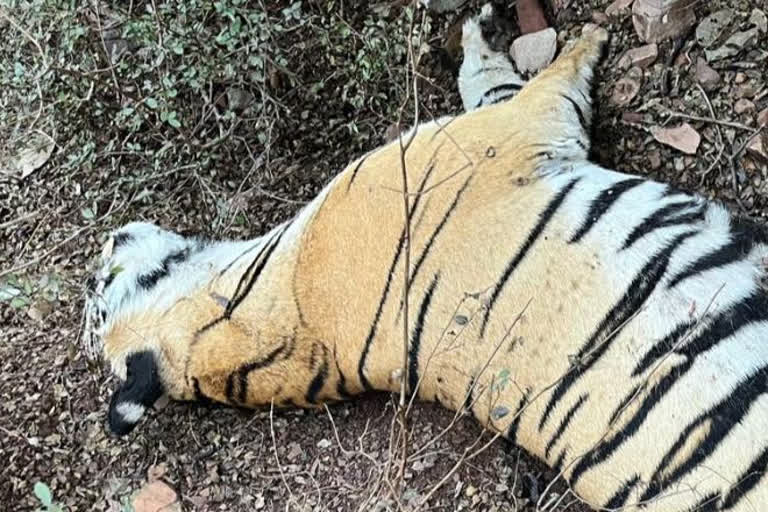 Tigress T-114, missing for 8 days, found dead in Phalodi range of Ranthambore Tiger Reserve