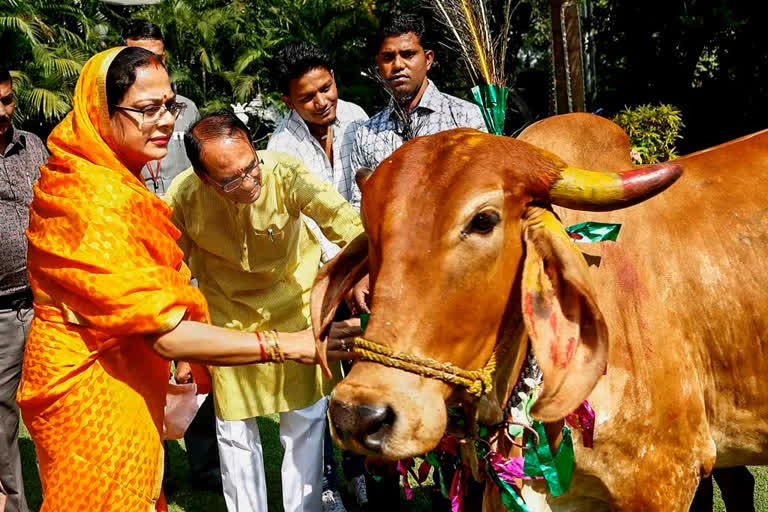 Best cow breed to be awarded Rs 51,000