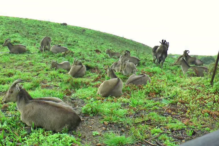 eravikulam national park  eravikulam national park breeding season  nilgiri tahr breeding season  nilgiri tahr  nilgiri tahr breeding season in eravikulam park  eravikulam park  eravikulam national park temporarily closed  മൂന്നാര്‍ രാജമല  munnar rajamala  വരയാടുകളുടെ പ്രജനനകാലം  വരയാട്  വരയാട് പ്രജനനകാലം  മൂന്നാര്‍ രാജമല ഇരവികുളം ദേശീയ ഉദ്യാനം  ഇരവികുളം  ദേശീയ ഉദ്യാനത്തില്‍ സന്ദര്‍ശന വിലക്ക്  സന്ദർശന വിലക്ക് ഇരവികുളം ദേശീയ ഉദ്യാനം  ദേശീയ ഉദ്യാനത്തില്‍ സന്ദര്‍ശന വിലക്കേര്‍പ്പെടുത്തി  ഇരവികുളം ദേശീയ ഉദ്യാനം താത്‌കാലികമായി അടച്ചു