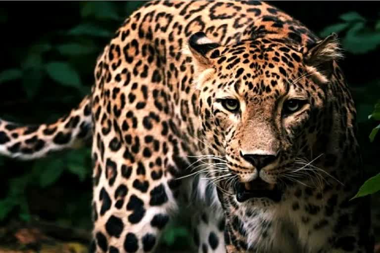 leopard terror in balod