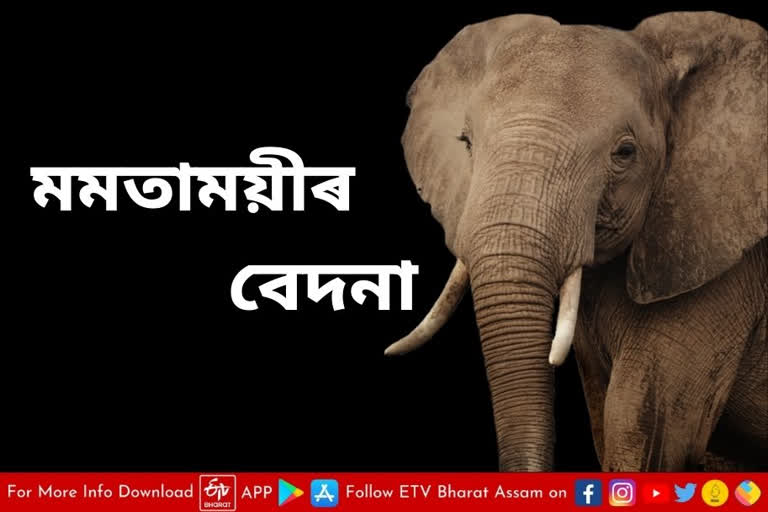 tragic death of elephant in deepar bil