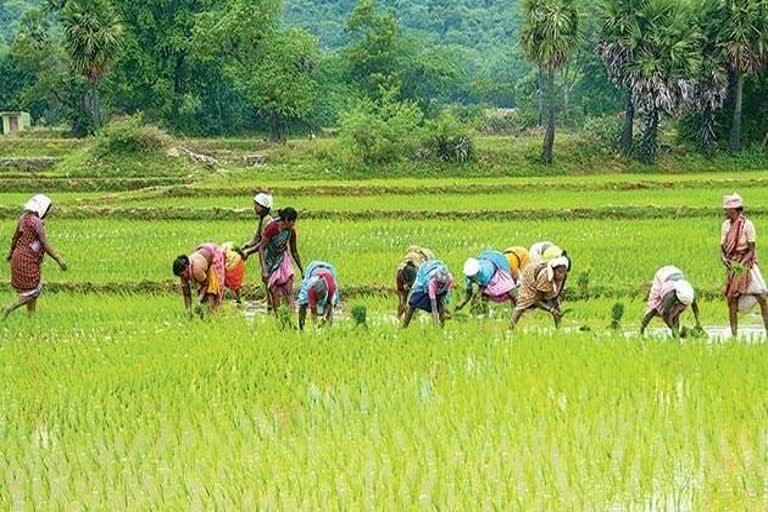 Agricultural state Assam lagging behind in terms of irrigation system