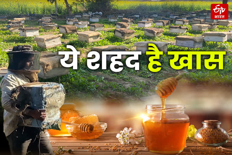 Bhind farmers interest in Honey
