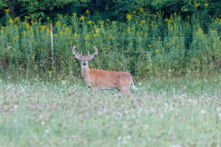 SARS-CoV-2 variants of concern, obsolete in humans, found in deer in US: Study