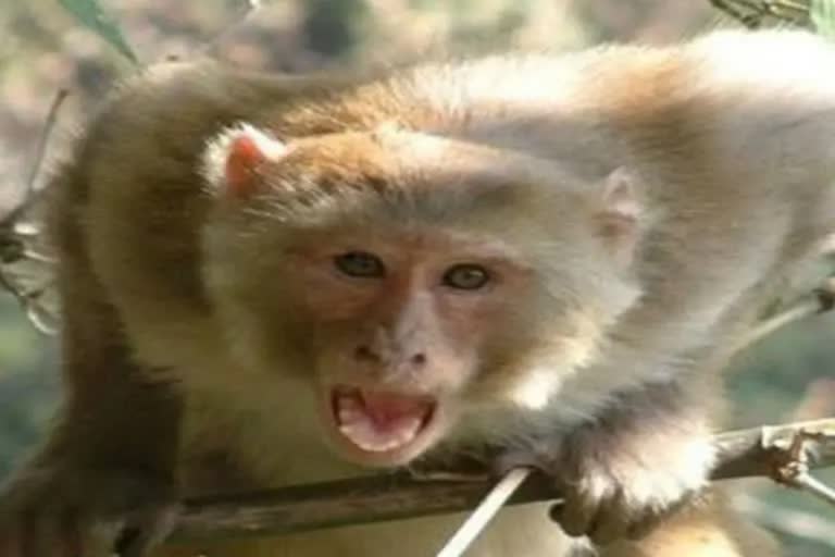 Monkeys attack old man in Nuh