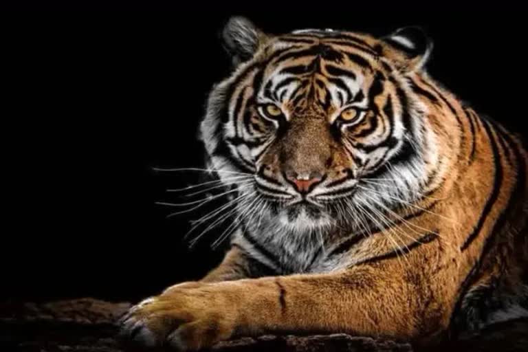 Shahdol tiger video