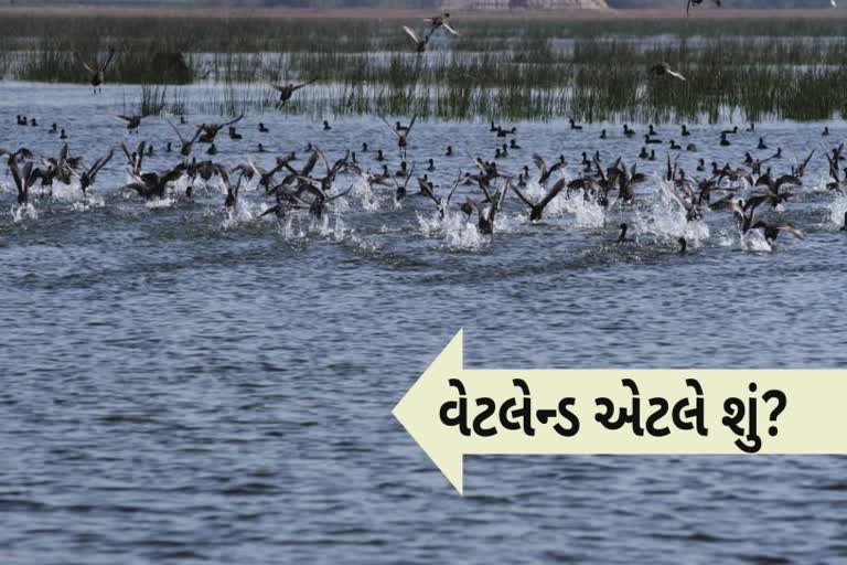 Wetlands Day 2023 : નળ સરોવર ખાતે કરાશે વેટલેન્ડ ડેની ઉજવણી