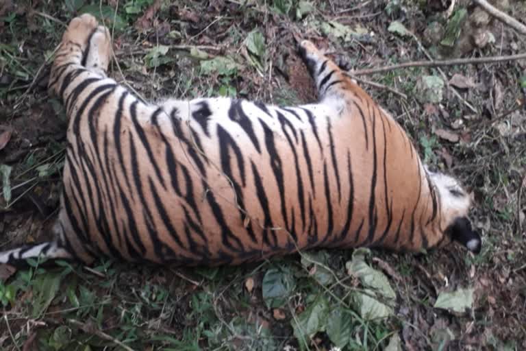 Tiger found dead in private farm Wayanad  Tiger found dead in Wayanad  Wayanad tiger attack  wild animals attack in kerala  വയനാട് സ്വകാര്യ തോട്ടത്തില്‍ കടുവ ചത്ത നിലയില്‍  സ്വകാര്യ തോട്ടത്തില്‍ കടുവ ചത്ത നിലയില്‍  സുല്‍ത്താന്‍ ബത്തേരി നെന്മേനി  കടുവയെ ചത്ത നിലയിൽ കണ്ടെത്തി  വനംവകുപ്പ്