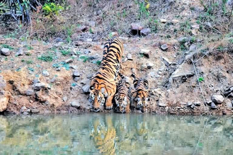 tigress Junbai has given birth to 17 cubs  Junbai the reigning tigress of Tadoba  pictures buzzing with two cubs  ತಡೋಬಾ ಅರಣ್ಯಕ್ಕೆ ಹೆಣ್ಣು ಹುಲಿ ಜುನಾಬಾಯಿ  ಎರಡು ಮರಿಗಳೊಂದಿಗೆ ಕಾಡಿನಲ್ಲಿ ರಾಣಿಯಂತೆ ಕಾಲ  ರಾಣಿಯಂತೆ ಕಾಲ ಕಳೆಯುತ್ತಿದೆ ಈ ಹೆಣ್ಣು ಹುಲಿ  ತಡೋಬಾ ಅಂಧೇರಿ ಹುಲಿ ಸಂರಕ್ಷಿತ ಅರಣ್ಯ  ಎರಡು ಮುದ್ದಾದ ಮರಿಗಳೊಂದಿಗೆ ಸಂಭ್ರಮ  ಹುಲಿ ಸಂರಕ್ಷಿತ ಪ್ರದೇಶದಲ್ಲಿ ಪ್ರಾಬಲ್ಯ