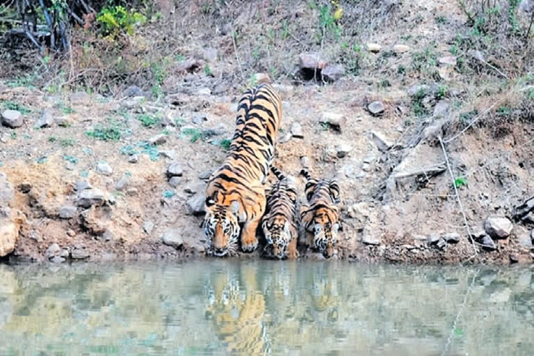 Junabai Tigress in Tadoba tiger reserve