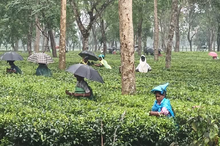 tea workers