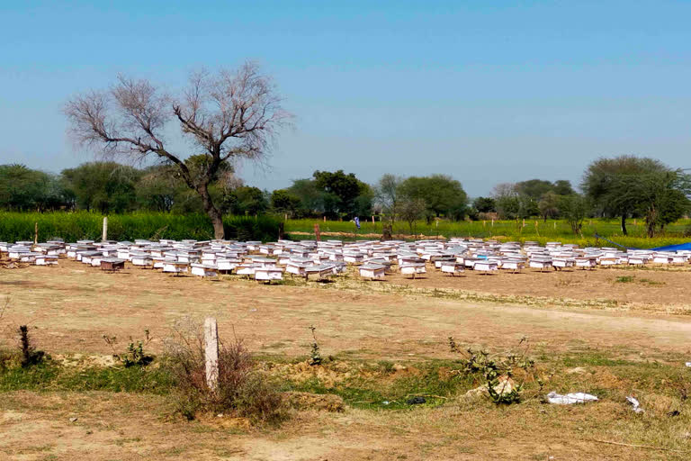 125 buckets filled with honey theft in Bharatpur