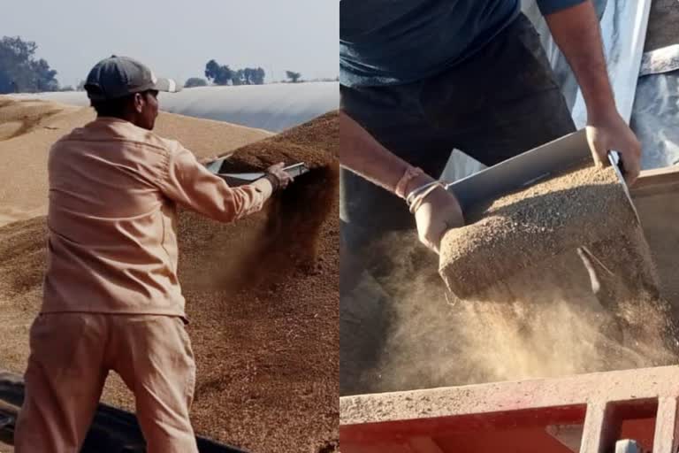 satna mixing sand in wheat case registered against 6 people