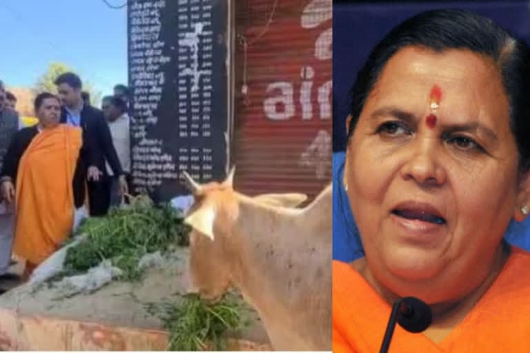 Uma Bharti ties stray cows in front of liquor shop in MP's Orchha town