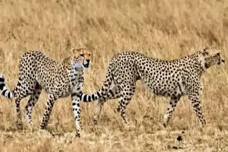 cheetah safari at kuno national park