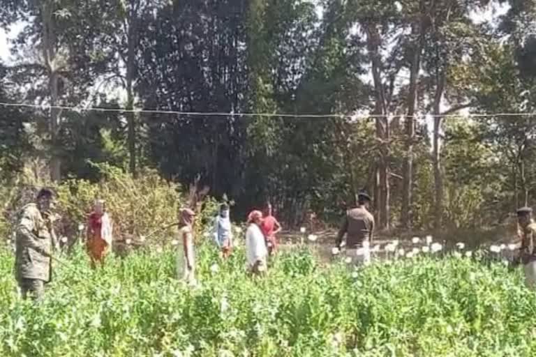 Opium Cultivation in Ranchi