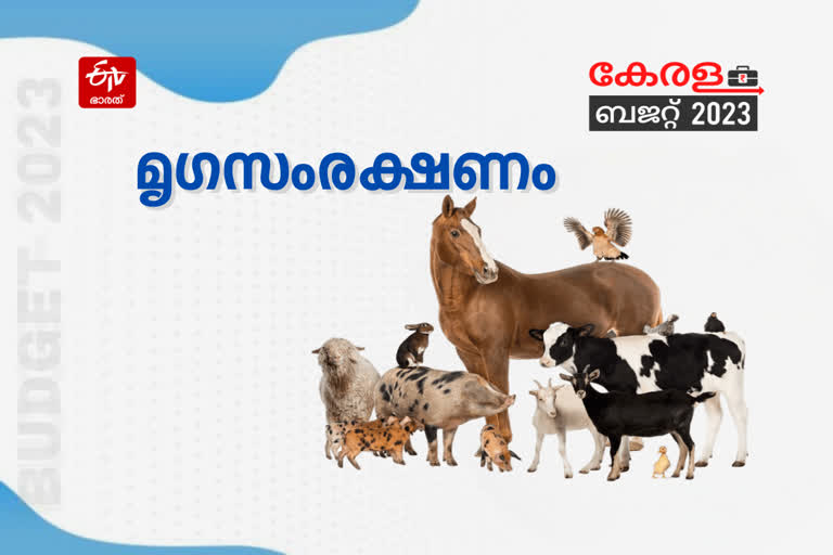 kerala budget domestic animal husbandry  kerala budget  kerala budget 2023  കേരള ബജറ്റ് 2023  ബജറ്റ്  സംസ്ഥാന ബജറ്റ്  സംസ്ഥാന ബജറ്റ് 2023  രണ്ടാം പിണറായി സർക്കാർ ബജറ്റ്  ധനമന്ത്രി ബാലഗോപാൽ  ബാലഗോപാൽ രണ്ടാം ബജറ്റ്  ബജറ്റ് പ്രഖ്യാപനങ്ങൾ  സംസ്ഥാന ബജറ്റ് പ്രഖ്യാപനങ്ങൾ  കെ എൻ ബാലഗോപാൽ ബജറ്റ്  രണ്ടാം പിണറായി സർക്കാരിന്‍റെ മൂന്നാം ബജറ്റ്  budget 2023 Live  kerala budget 2023  budget session 2023  kerala budget session  k n balagopal budget  balagopal budget  finance minister k n balagopal  മൃഗസംരക്ഷണം  പേവിഷ വാക്‌സിൻ